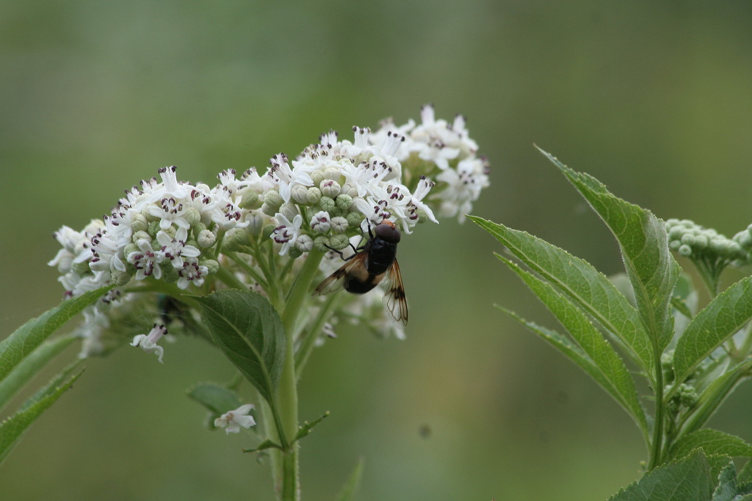 Syrphidae, maschio di Volucella pellucens